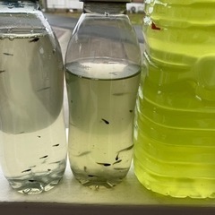 15匹500円 1匹〜もOKメダカ稚魚・針子の黒サタン系　その③の画像