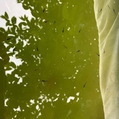 15匹500円 1匹〜もOKメダカ稚魚・針子の黒サタン系　その③の画像