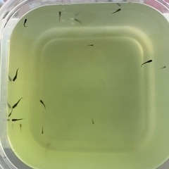 15匹500円 1匹〜もOKメダカ稚魚・針子の黒サタン系　その③の画像