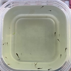 15匹500円 1匹〜もOKメダカ稚魚・針子の黒サタン系　その③の画像