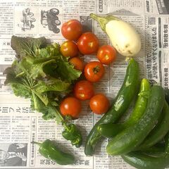 新鮮！畑で採れた無農薬野菜あげます！物々交換可能　畑　家庭菜園　野菜