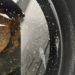 カラフル産卵床(めだか)の画像