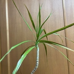 ドラセナ(観葉植物)