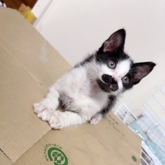 ７匹中５匹は里親引き渡し済みです⭐︎残り２匹白黒模様の子猫🐱里親...