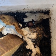 カブト虫 、カブトムシ の画像