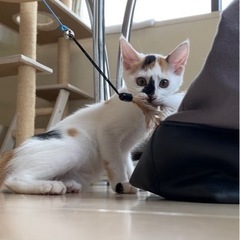【兄妹一緒に終の住処決まりました🙇‍♀️】おっとりミケちゃん、鼻...