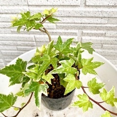 ヘデラ