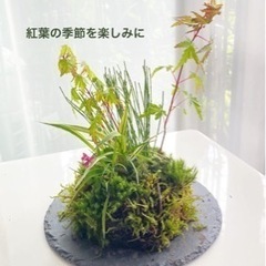 🌿夏に癒される🌟苔玉教室🌿の画像