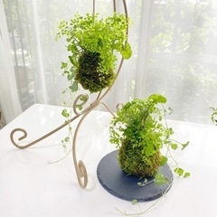 🌿夏に癒される🌟苔玉教室🌿
