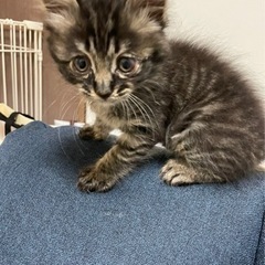 里親様募集です。