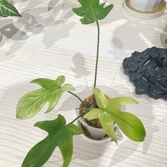 値下げ　成長中　レア　観葉植物　フィロデンドロン　フロリダゴースト