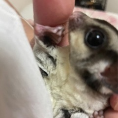 【12/22までで一旦募集停止】フクロモモンガくんたち【ノーマル...