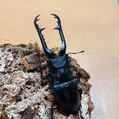 フローレス産ギラファノコギリ　91mm