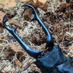 フローレス産ギラファノコギリ　91mmの画像