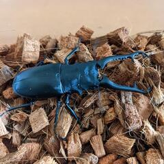 フローレス産ギラファノコギリ　91mmの画像