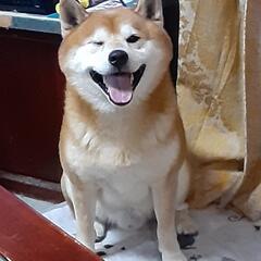 犬友達募集(柴犬とふれあいたい方もOK)