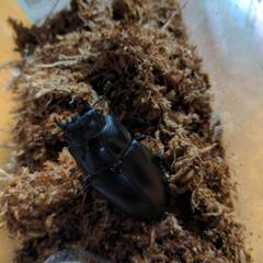 フローレス産ギラファノコギリ　91mmの画像