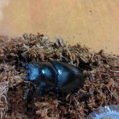 フローレス産ギラファノコギリ　91mmの画像