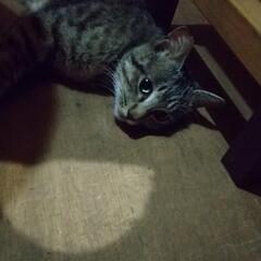 キジトラオス猫ちゃん　耳カットあり　去勢済み　