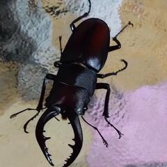 芦別カナディアンワールド昆虫館でクワガタ売ります❗