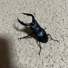 天然ノコギリクワガタ　オス67ミリの画像