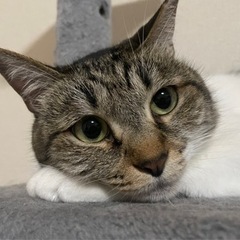 保護猫4歳雌