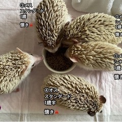 3匹は里親決定