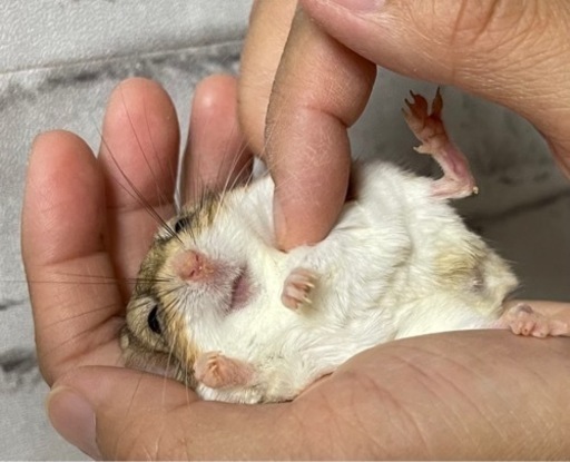 ファットテイルジャービル（マカロニマウス）