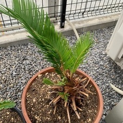 蘇轍　ソテツ
