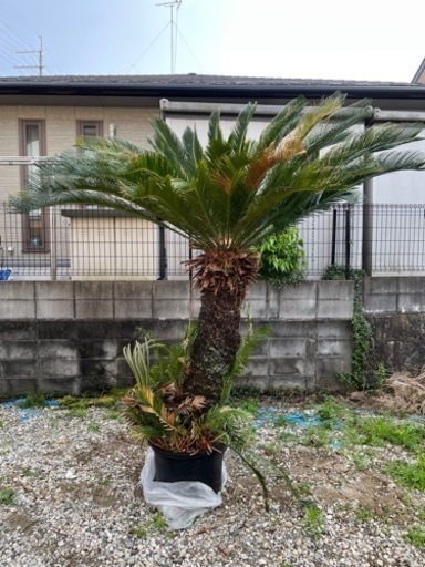 蘇轍　ソテツ　ガーデニング　ハワイアン　リゾート　園芸