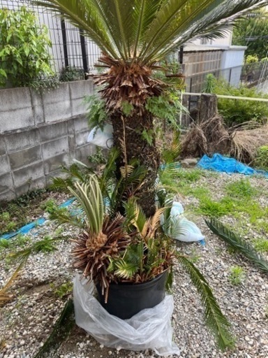 蘇轍　ソテツ　ガーデニング　ハワイアン　リゾート　園芸