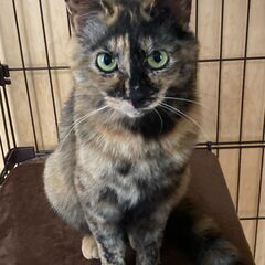 寒くなる前にお願いします　ショート動画追加　保護猫兄妹　ルー＆タヌ - 奥州市