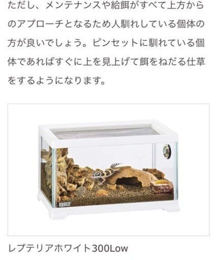レプテリア ホワイト300 Low