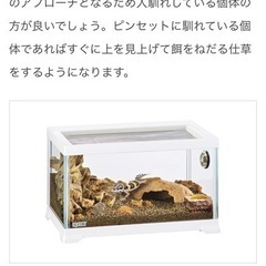 レプテリア ホワイト300 Low