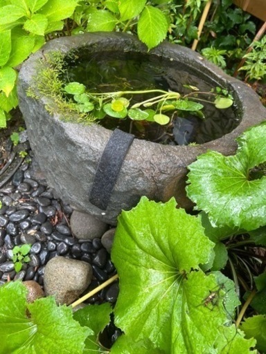 睡蓮鉢　メダカ鉢　つくばい　蹲