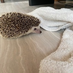 ハリネズミ