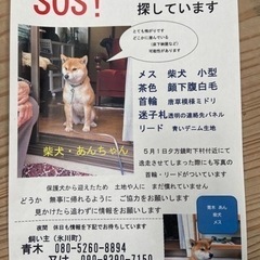 八代で犬を探しています！