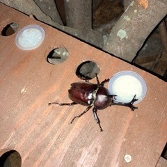 最速販売  カブトムシのオス・メスペア  今年もやってまいりました！の画像