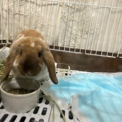 うさぎ ロップイヤー