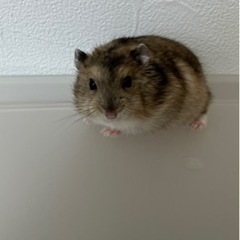 生後1ヶ月ジャンガリアンハムスター🐹ノーマル♂ - その他