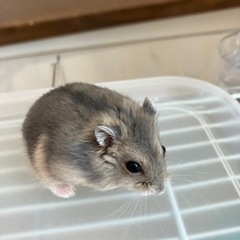 生後1ヶ月ジャンガリアンハムスター🐹ノーマル♂