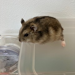 生後1ヶ月ジャンガリアンハムスター🐹ノーマル♂ - 射水市