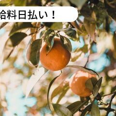 【日払い】愛媛県松山市福角町でみかんの摘果のお仕事！【単発/短期求人】の画像