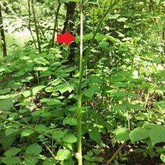 タラの木（タラの芽）・苗木・若木