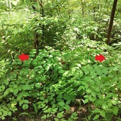 タラの木（タラの芽）・苗木・若木の画像