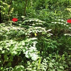 タラの木（タラの芽）・苗木・若木の画像