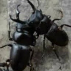一旦終了します。差し上げます。天然　コクワガタ