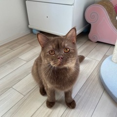 シナモンカラーのブリティッシュちゃん❣️の画像