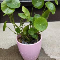 水性植物ウチワゼニクサ