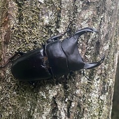 オオクワガタ能勢SR